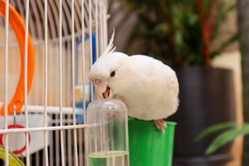 White cockatiel pet bird petshop friend animal smiling parrot cockatoo