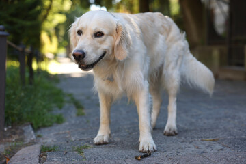 Cute Golden Retriever dog on city street