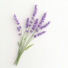 Obraz premium A bunch of purple lavender flowers are arranged in a row