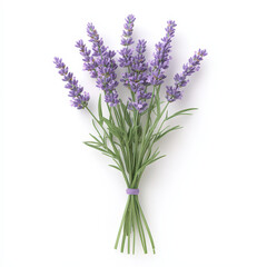 Fototapeta premium A bunch of purple lavender flowers are tied together