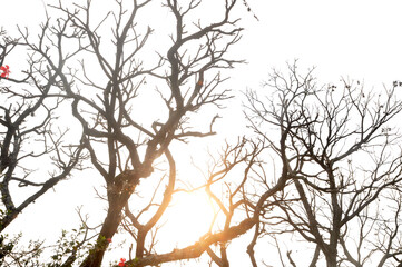 arvores secas em pôr do sol 