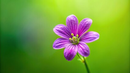Fototapeta premium background, pistil, rich, stamen, green, detail, purple, Small purple spring flower with stamen and pistil detail on a rich green background