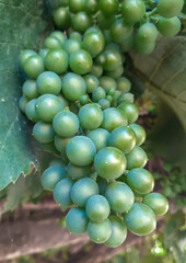 A bunch of unripe grapes is hanging from a branch