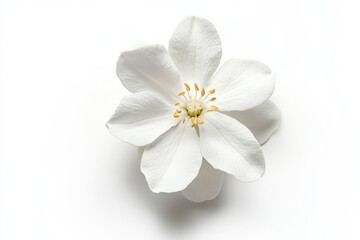 Ultra-Realistic UHD Photo of a Jasmine Flower on White Background