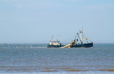Beam trawler at sea, followed by seagulls, on a calm sea under blue sky