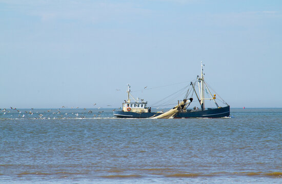 Beam trawler at sea, followed by seagulls, on a calm sea under blue sky