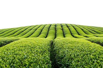 Wide-angle Realistic photograph lush green tea plantations white background tea Plantation Concept