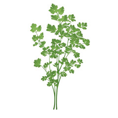 Fototapeta premium Fresh Green Parsley Bouquet Isolated on Background.