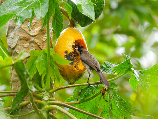 Red Whiskered Bulbul bird eating ripe yellow papaya on tree 