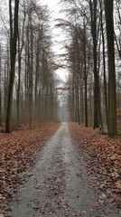 Fototapeta premium Serene Forest Path in Autumn