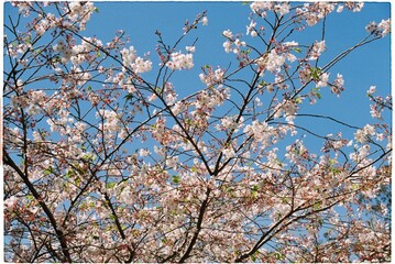 magnolia in bloom