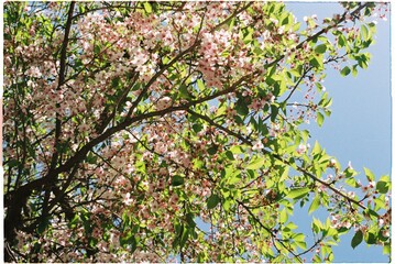 blooming tree