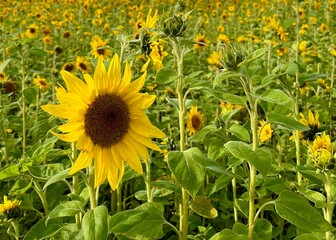 field of sunflowers