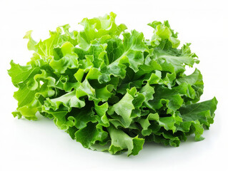 Obraz premium Fresh green lettuce salad leaves isolated on white background