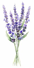 Naklejka premium Delicate Lavender Bouquet in Watercolor Style. Botanical Illustration of Purple Flowers on White Background