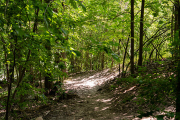 The path deep in the forest with sunlight.