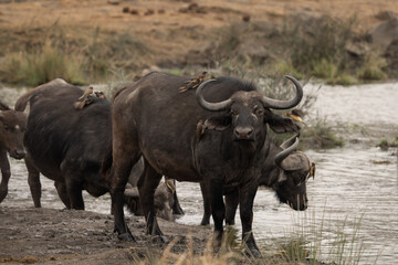 Obraz premium Cape buffalos near the water dam. Buffaloes during safari in Kruger national park. Typical animal for Africa plains.