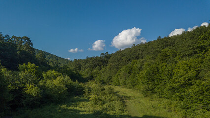 forest in the mountains