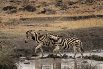 Plains zebras near the water dam. Zebras during safari in Kruger national park. Typical animal for Africa plains.