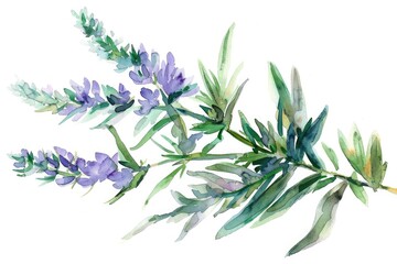 Obraz premium Hand drawn watercolor illustration of wormwood plant, essential oil drop and flowers on white background