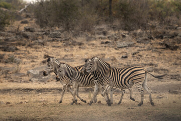 Plains zebras near the water dam. Zebras during safari in Kruger national park. Typical animal for Africa plains.