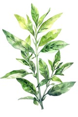 Fototapeta premium Hand-drawn Lemon Verbena Sprig for Herbal Tea and Aromatherapy on White Background