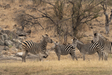 Plains zebras near the water dam. Zebras during safari in Kruger national park. Typical animal for Africa plains.