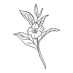 Handdrawn Art Line Floral Illustration