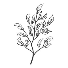 Handdrawn Outline Floral Illustration