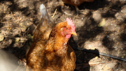 chicken on the farm