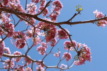 pink flowers of the ipe tree