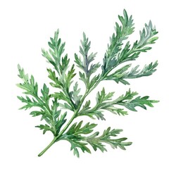 Fototapeta premium Herbal Aromatherapy Plant Illustration with Watercolor Sagebrush Bitter Tea