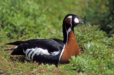 Bernache à cou roux,.Branta ruficollis, Red breasted Goose