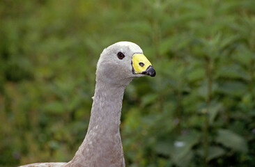 Oie céréopse cendrée, Céréopse cendré, Cereopsis novaehollandiae, Cape Barren Goose