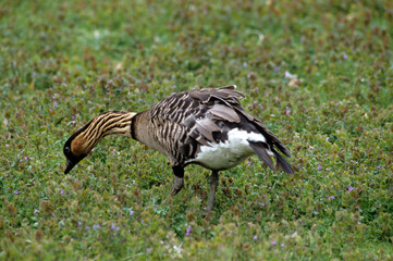 Bernache néné,.Branta sandvicensis, Nene