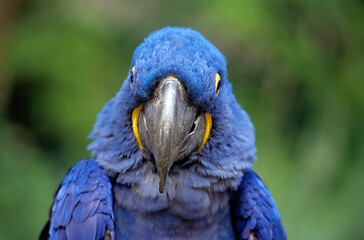 Ara hyacinthe,.Anodorhynchus hyacinthinus, Hyacinth Macaw © JAG IMAGES