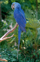 Ara hyacinthe,.Anodorhynchus hyacinthinus, Hyacinth Macaw