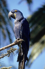 Ara hyacinthe,.Anodorhynchus hyacinthinus, Hyacinth Macaw © JAG IMAGES
