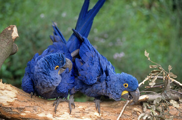 Ara hyacinthe,.Anodorhynchus hyacinthinus, Hyacinth Macaw © JAG IMAGES