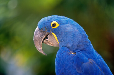 Ara hyacinthe,.Anodorhynchus hyacinthinus, Hyacinth Macaw © JAG IMAGES
