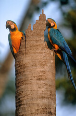 Ara bleu, nid,.Ara ararauna, Blue and yellow Macaw, Amazonie, Tambopata, Perou © JAG IMAGES