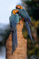 Ara bleu, nid,.Ara ararauna, Blue and yellow Macaw, Amazonie, Tambopata, Perou © JAG IMAGES