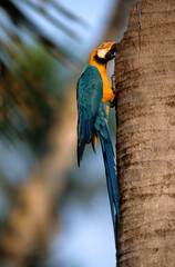 Ara bleu, nid,.Ara ararauna, Blue and yellow Macaw, Amazonie, Tambopata, Perou