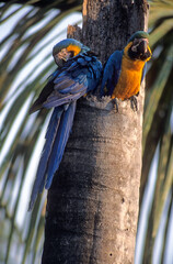 Ara bleu, nid,.Ara ararauna, Blue and yellow Macaw, Amazonie, Tambopata, Perou © JAG IMAGES