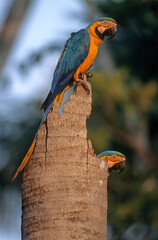 Ara bleu, nid,.Ara ararauna, Blue and yellow Macaw, Amazonie, Tambopata, Perou © JAG IMAGES