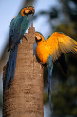 Ara bleu, nid,.Ara ararauna, Blue and yellow Macaw, Amazonie, Tambopata, Perou © JAG IMAGES