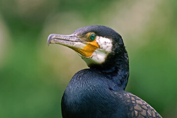 Grand Cormoran,. Phalacrocorax carbo, Great Cormorant