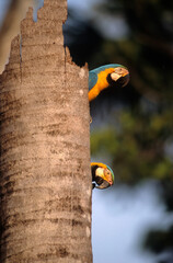 Ara bleu, nid,.Ara ararauna, Blue and yellow Macaw, Amazonie, Tambopata, Perou © JAG IMAGES
