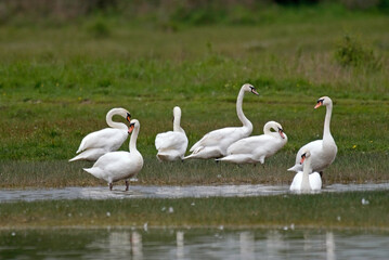 Cygne tuberculé,.Cygnus olor, Mute Swan