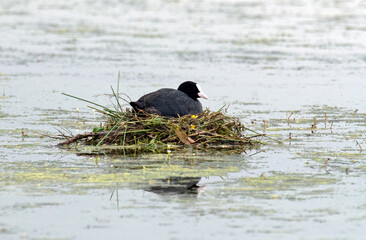 Foulque macroule, nid, .Fulica atra, Eurasian Coot